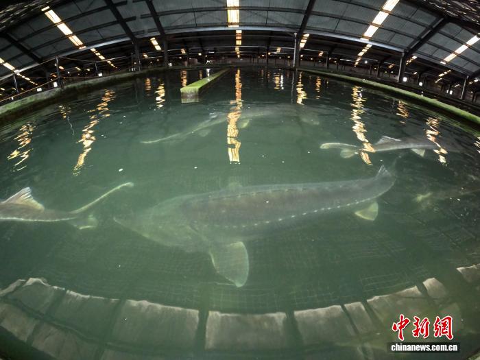 (活力中国)"千湖之省"湖北特色淡水产品经济独占鳌头